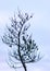 Marsh pine branches in close-up, crippled mire pines in the autumn morning, the first frost covers the ground in the marsh