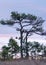 Marsh pine branches in close-up, crippled mire pines in the autumn morning, the first frost covers the ground in the marsh