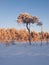 Marsh pine on a cold winter day