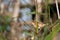 marsh pipe singer ( Acrocephalus palustris )