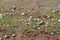 Marsh plants and shells