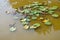 Marsh plants. Vegetation on the surface of the swamp. Background