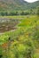 Marsh and pond, early fall