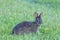 Marsh rabbit is deep grass, profile view, looking directly at vi