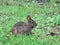 Marsh rabbit at Ding Darling refuge in Florida