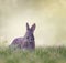 Marsh Rabbit Feeding