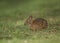 Marsh Rabbit in Florida