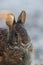 Marsh Rabbit (Sylvilagus palustris) Bailey Tract (Sanibel Island) Florida USA