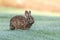 Marsh rabbit Sylvilagus palustris eats green grass