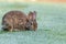 Marsh rabbit Sylvilagus palustris eats green grass