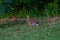 Marsh Rabbit Sylvilagus palustris on grass