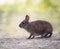 Marsh Rabbit in wetlands