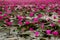 Marsh Red lotus Sea of red lotus Thailand