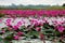 Marsh Red lotus Sea of red lotus Thailand