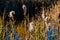 Marsh reeds plants in autumn