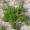 Marsh samphire aka Salicornia europaea or Glasswort. Wild food growing in Taw estuary North Devon, UK.