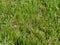 Marsh samphire aka Salicornia europaea or Glasswort. Wild food growing in Taw estuary North Devon, UK.