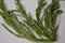 Marsh Samphire or Common Glasswort Salicornia europaea