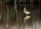 Marsh Sandpiper and dramatic reflection on water at Asker marsh, Bahrain