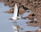 Marsh Sandpiper (Tringa stagnatilis)