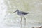 Marsh Sandpiper (Tringa stagnatilis)