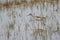 The marsh sandpiper Tringa stagnatilis is a small wader.