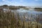 Marsh on shore of Lake Tohopekaliga on a spring day.