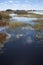 Marsh on shore of Lake Tohopekaliga on a spring day.