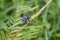 Marsh Skimmer - Portrait of dragonfly