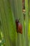 Marsh Snail on a Big Green Leaf