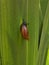 Marsh Snail on Big Green Leaves