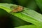 Marsh Snipe Fly - Rhagio tringarius