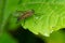 Marsh Snipe Fly - Rhagio tringarius