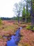Marsh in spring. Northern Finland. Stream and green grass