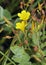 Marsh St John`s-wort