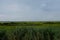 Marsh and Tidal Wetlands on New Jersey Coast