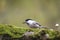 Marsh tit bird standing on a tree covered with moss in Park