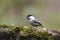 Marsh tit bird standing on a tree covered with moss in Park