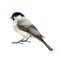 Marsh tit bird watercolor illustration. Hand drawn realistic poecile palustris on white background. Small cute chickadee