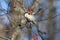 Marsh Tit eating wild apple fruit