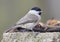 The marsh tit Poecile palustris