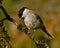 The marsh tit. Poecile palustris