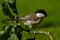 The marsh tit. Poecile palustris