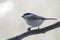 Marsh tit Poecile palustris on on a branch, a small passerine