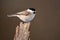 Marsh tit Poecile palustris frequent visitor in winter on a feeder.