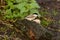 Marsh Tit, Poecile palustris, perched on a fallen log