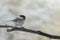 Marsh tit Poecile palustris, a small passerine bird closely re