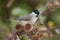 Marsh Tit, Poecile palustris on a thistle