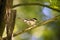 The Marsh Tit Poecile/Parus palustris is here seeking seeds in the old branch. Czech Republic