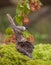 Marsh Tit with purple flowers